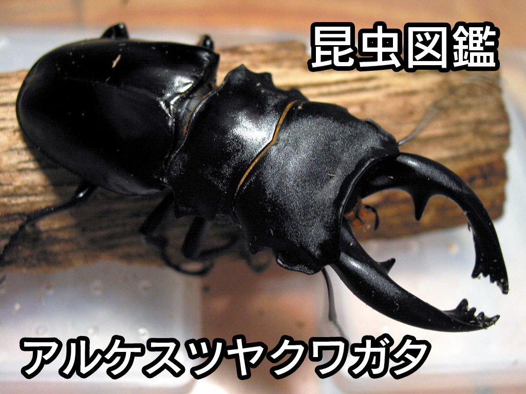 昆虫図鑑 アルケスツヤクワガタ 最大級のツヤクワガタ しゅうくんとけいちゃんの百科事典