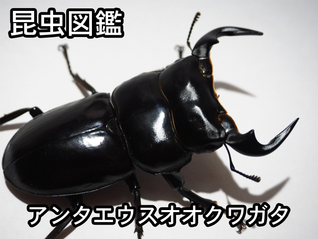 昆虫図鑑 アンタエウスオオクワガタ 巨人の名を持つオオクワガタ しゅうくんとけいちゃんの百科事典