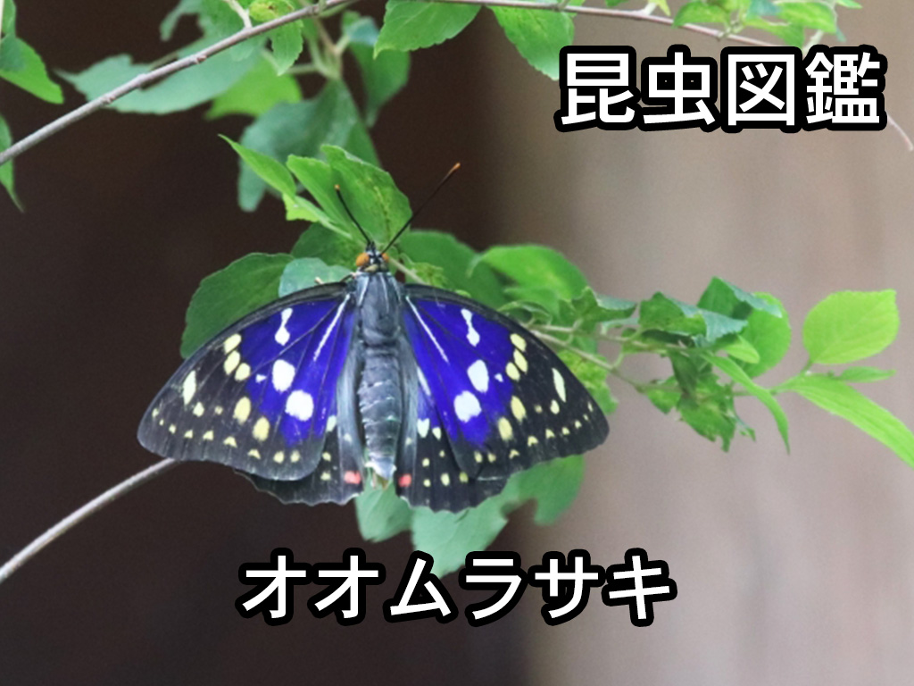 昆虫図鑑 オオムラサキ 日本の国蝶 しゅうくんとけいちゃんの百科事典