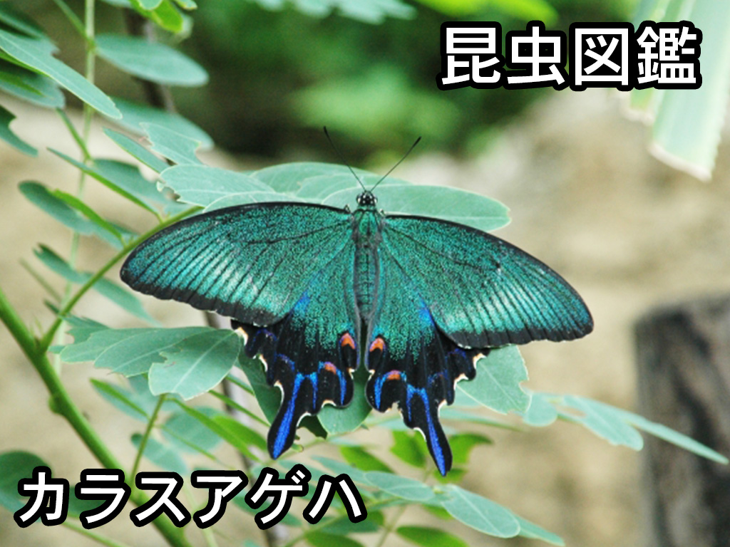 昆虫図鑑 カラスアゲハ 「青緑色に輝く美しいアゲハチョウ」 - しゅうくんとけいちゃんの百科事典