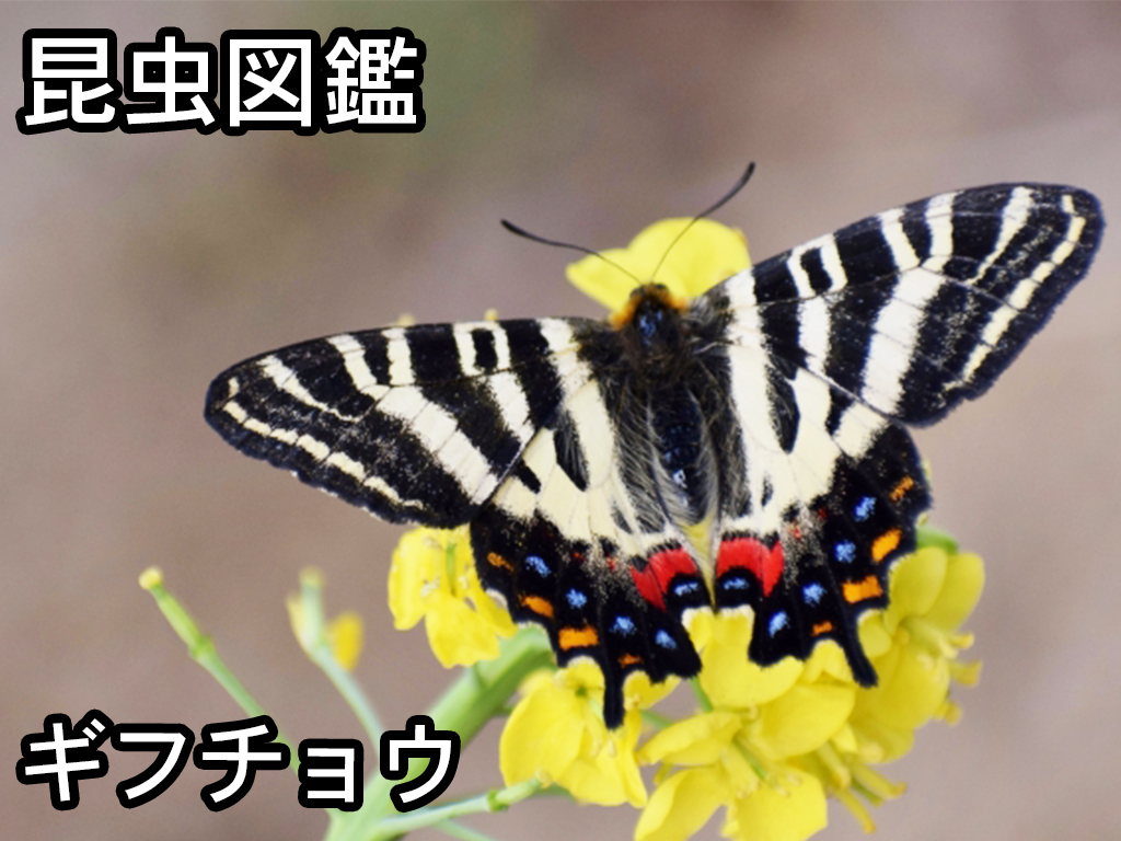 昆虫図鑑 ギフチョウ 春の女神 しゅうくんとけいちゃんの百科事典