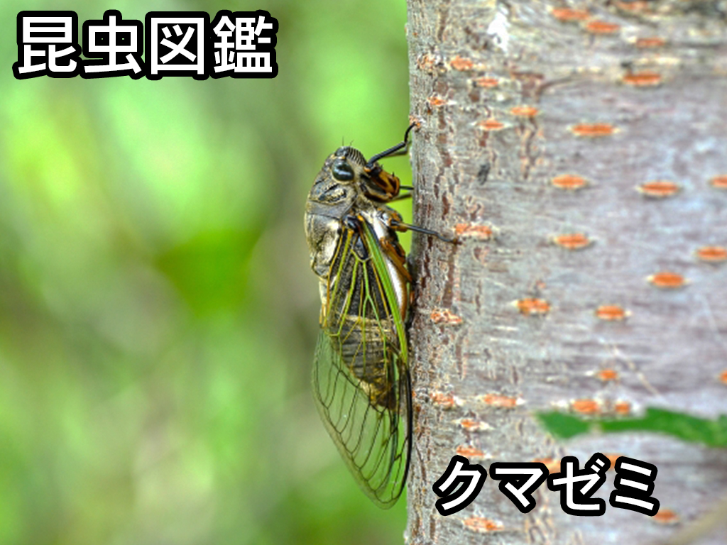 昆虫図鑑 クマゼミ 日本最大級のセミ しゅうくんとけいちゃんの百科事典 昆虫図鑑 クマゼミ 日本最大級のセミ しゅうくんとけいちゃんの百科事典