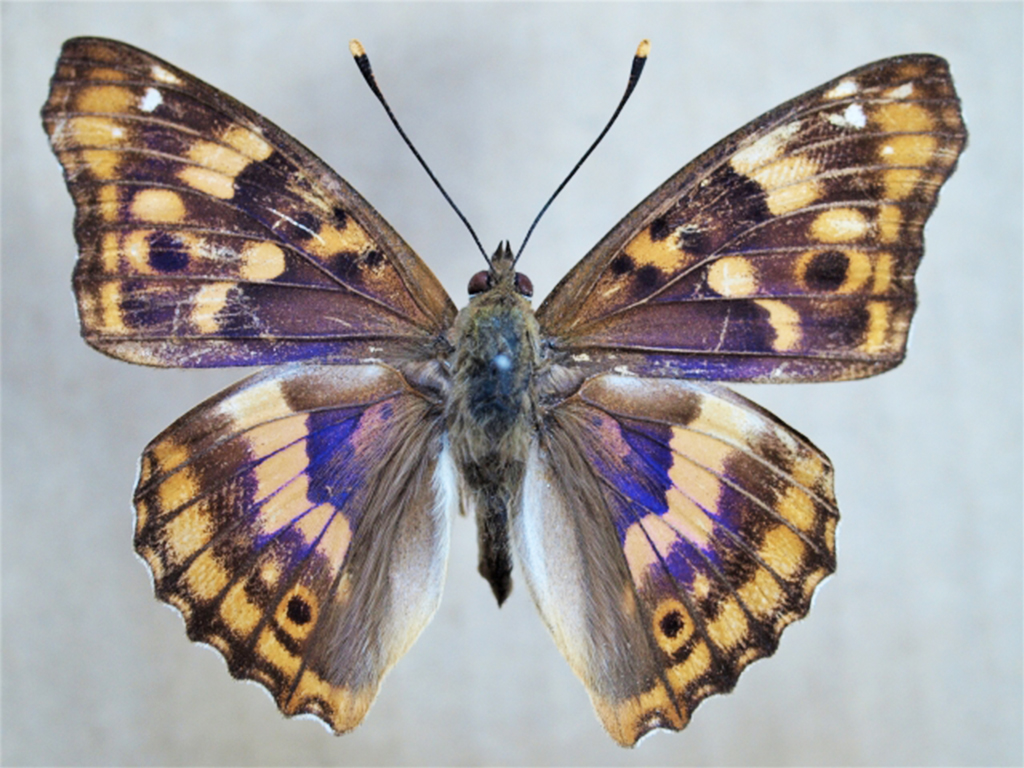 昆虫図鑑 コムラサキ 「紫に輝く羽を持つ蝶」 - しゅうくんとけいちゃんの百科事典