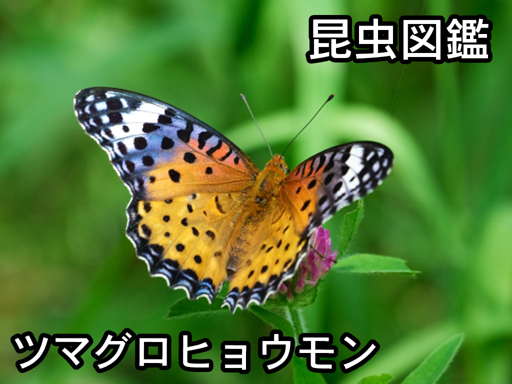昆虫図鑑 ツマグロヒョウモン 「オレンジの羽が美しい蝶」 - しゅうくんとけいちゃんの百科事典