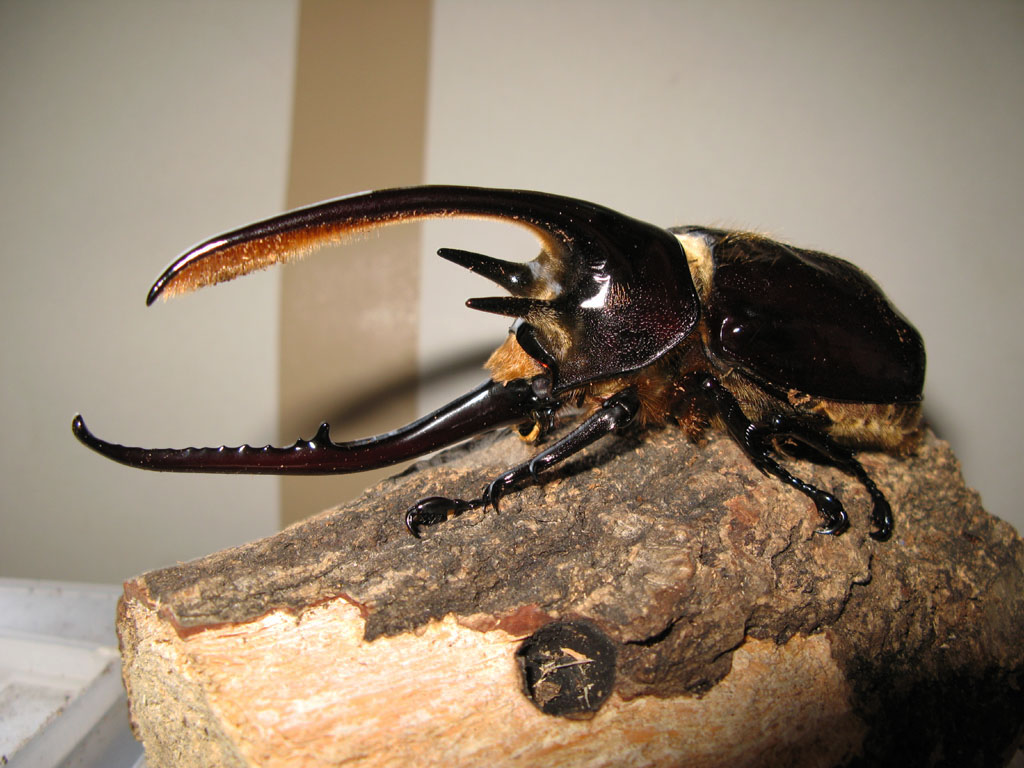 昆虫図鑑 ネプチューンオオカブト 「神の名を持つ漆黒のカブトムシ 