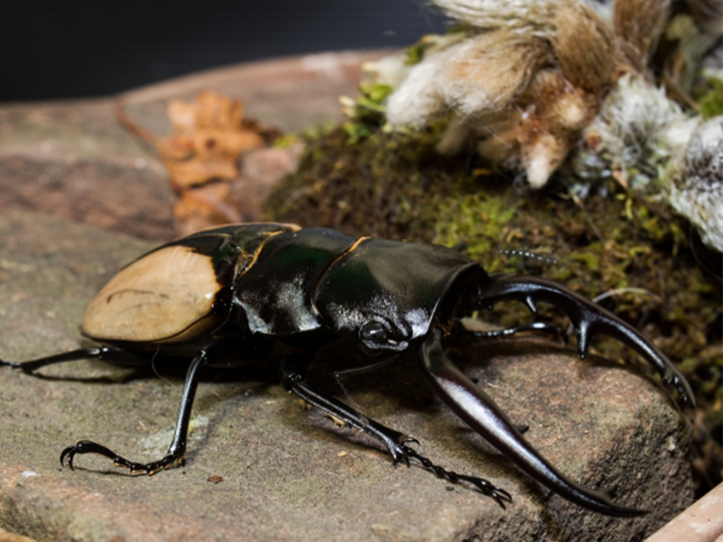 昆虫図鑑 ブルマイスターツヤクワガタ 最も有名で人気のあるツヤクワガタ しゅうくんとけいちゃんの百科事典