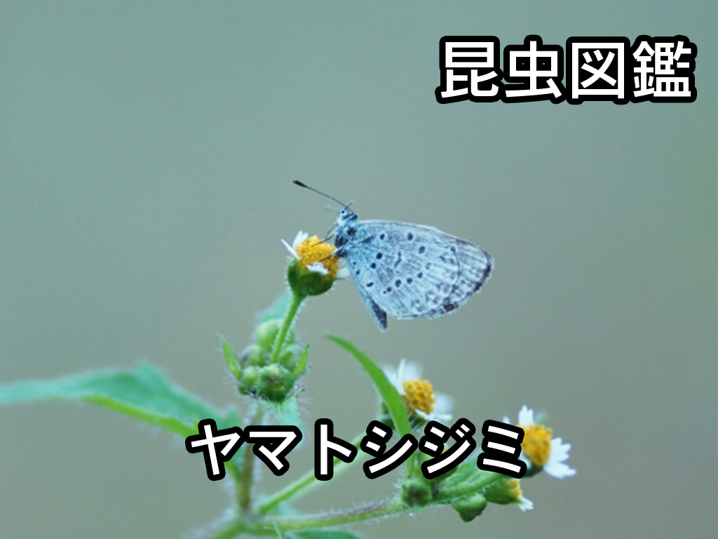 昆虫図鑑 ヤマトシジミ 日本で最もよく見られるチョウ しゅうくんとけいちゃんの百科事典
