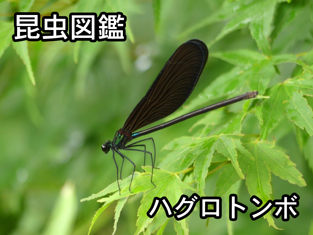 昆虫図鑑 ハグロトンボ 「黒い羽の綺麗なトンボ」 - しゅうくんとけい 