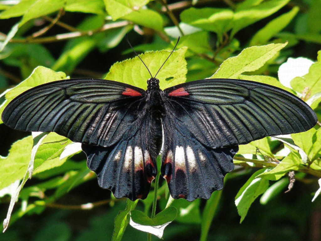 昆虫図鑑 ナガサキアゲハ 「日本最大級のアゲハチョウ」 - しゅうくん 